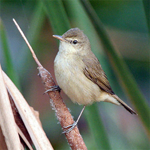 Blunt-winged Warbler